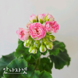 안나자넷 제라늄