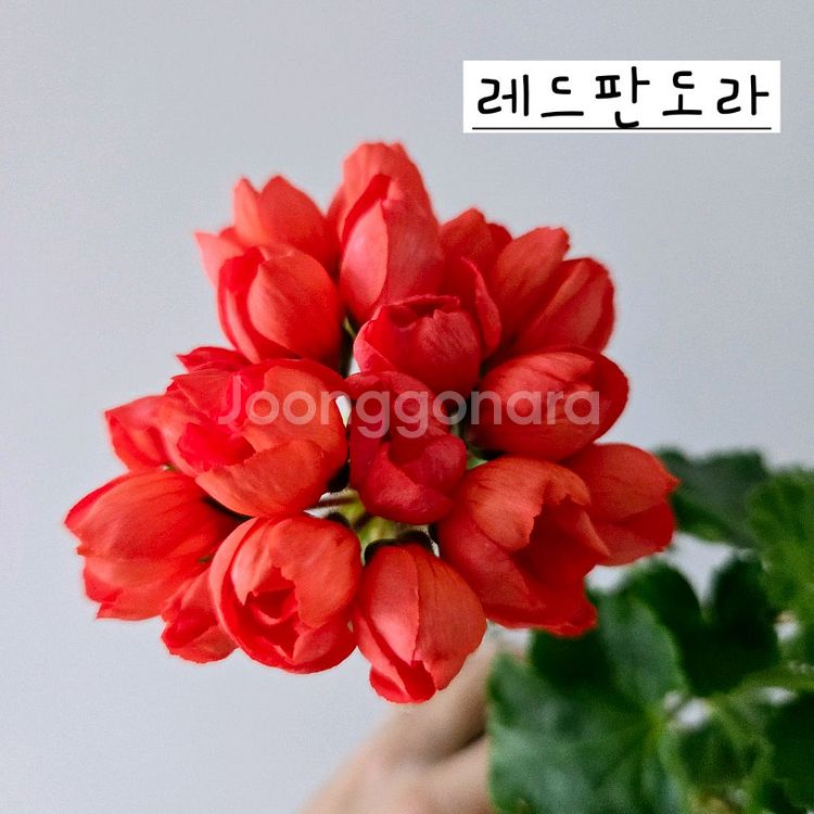레드판도라 제라늄--0