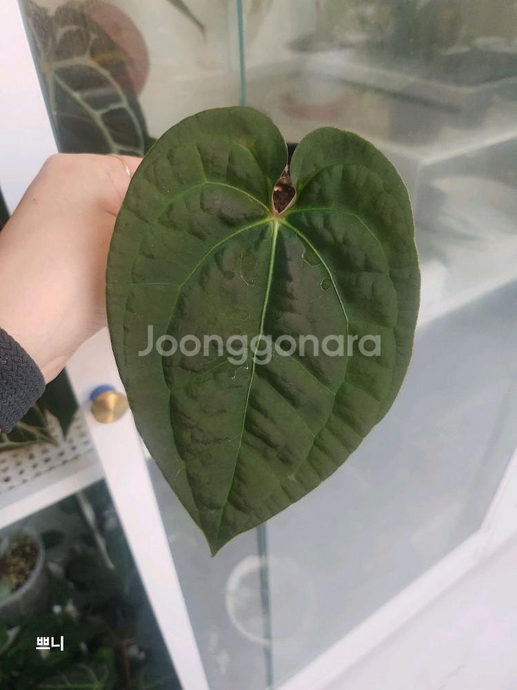 안스리움 럭셔리x크리스탈건--0