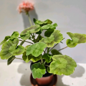 레이나 K제라늄