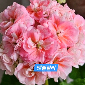 엔젤릴리(숲속향기님작) 대품