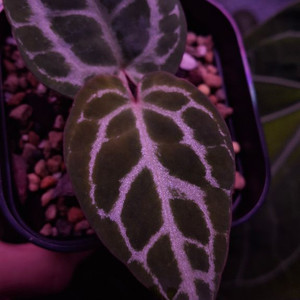 테쥴라 안스리움 레드크리스탈리넘(태양바라기님 개체)