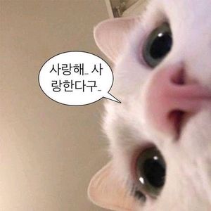 애니 랜박 무나합니다!