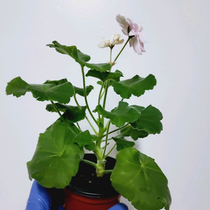 제라늄 매드펄로즈 러시아제라늄 1.0