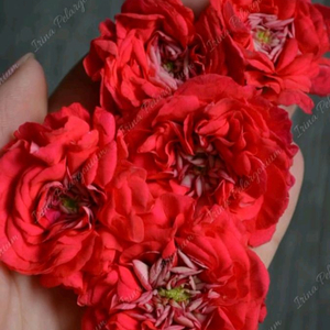 시크그랑프리 (우크라이나) 제라늄