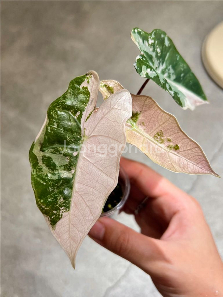 알로카시아 푸세이도 핑크 바리 무천이(성장세짱)--2