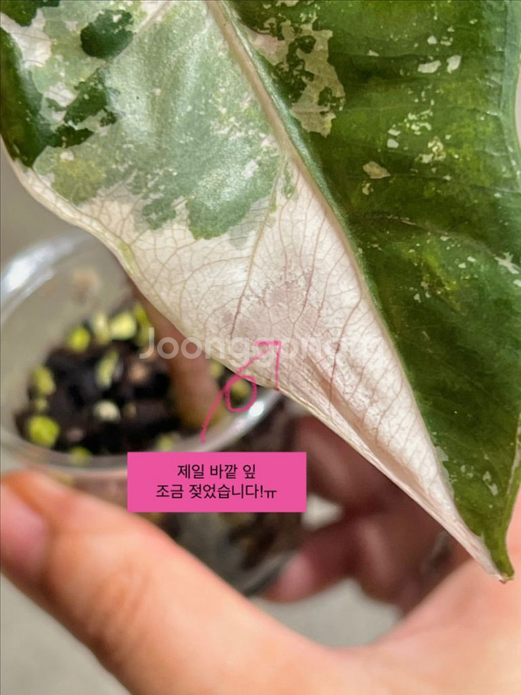알로카시아 푸세이도 핑크 바리 무천이(성장세짱)--4