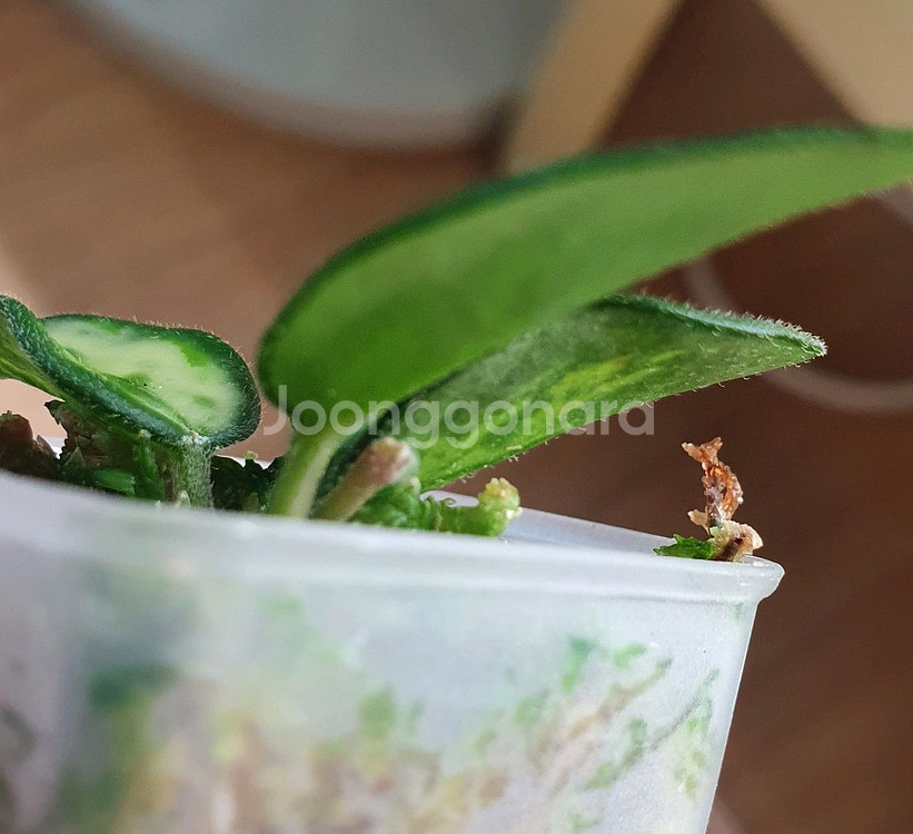 허야 마틸드 바리에가타--1