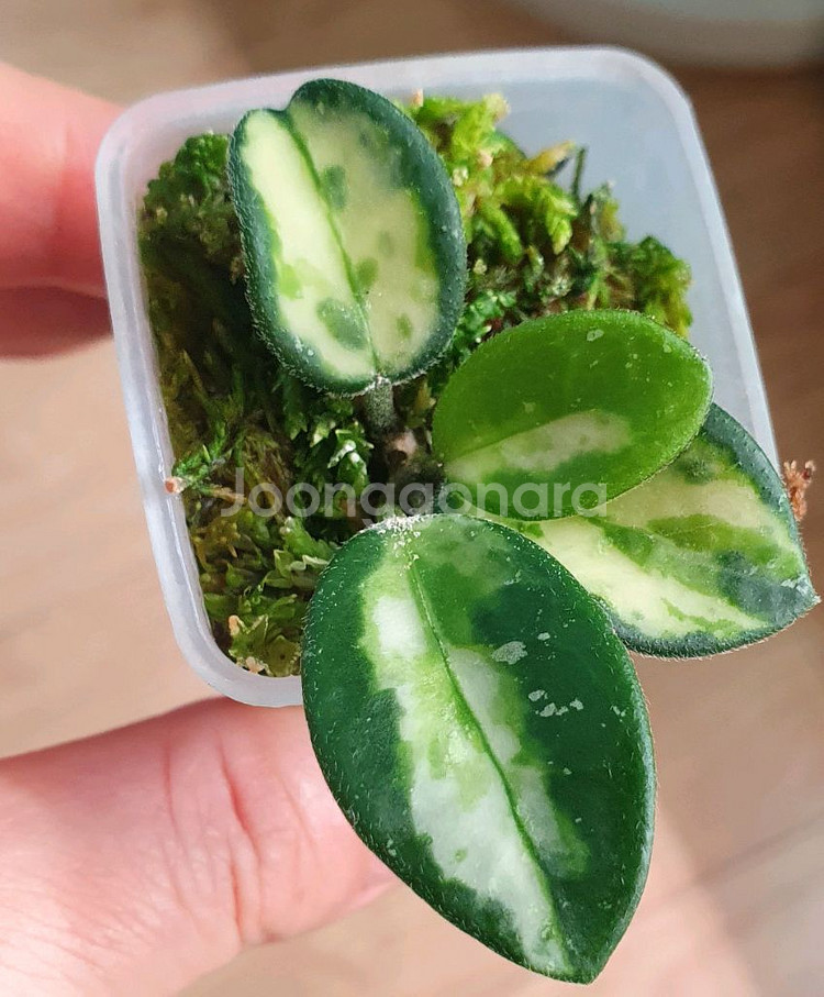 허야 마틸드 바리에가타--0