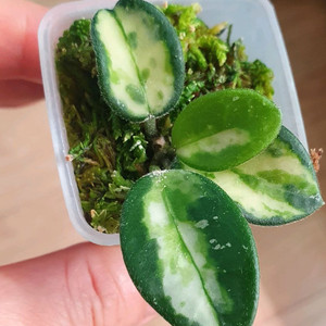 허야 마틸드 바리에가타