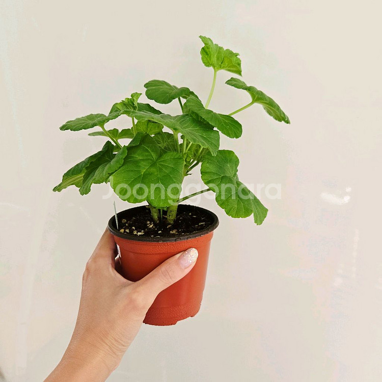 달보드레 제라늄--2