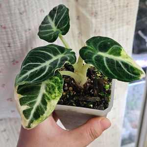 알로카시아 닌자 바리에가타