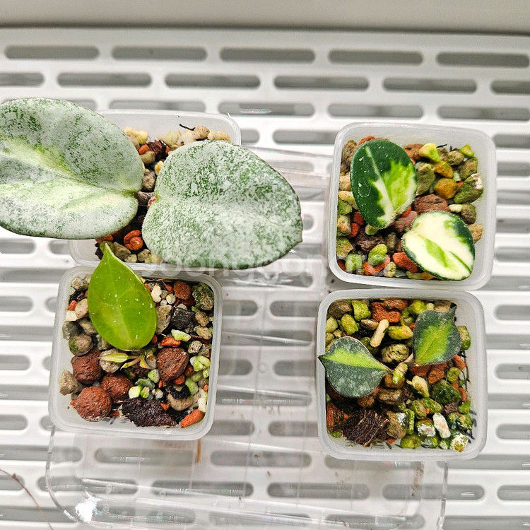 호야셋트4종 아르젠티아.마틸드.신상옐로우썬.커티시이너바--0