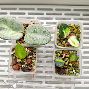 호야셋트4종 아르젠티아.마틸드.신상옐로우썬.커티시이너바