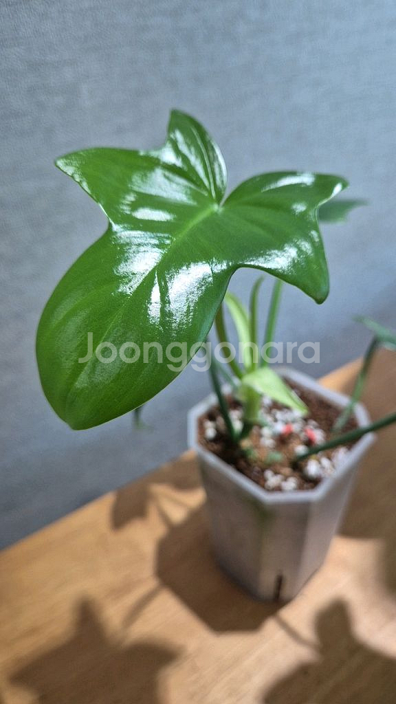 필로덴드론 라시나텀--1