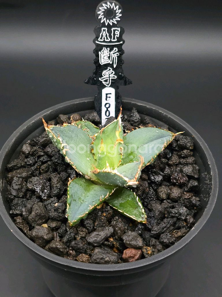 아가베 티타노타 fo-076 유묘 분양합니다^^*--1