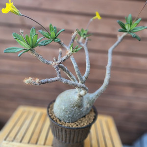 파키포디옴 그락실리우스