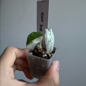 알로카시아 리버사 화이트 바리에가타