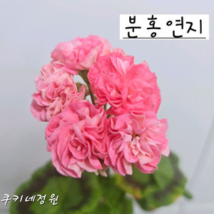 분홍연지 제라늄