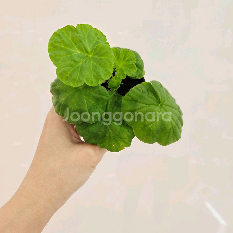 분홍연지 제라늄--1
