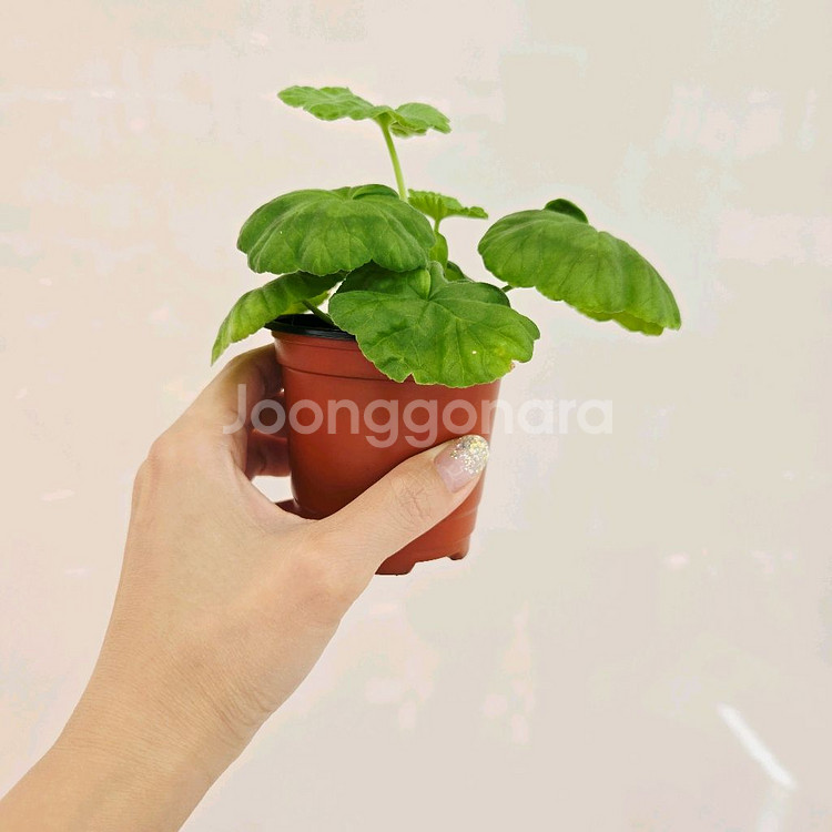 분홍연지 제라늄--2