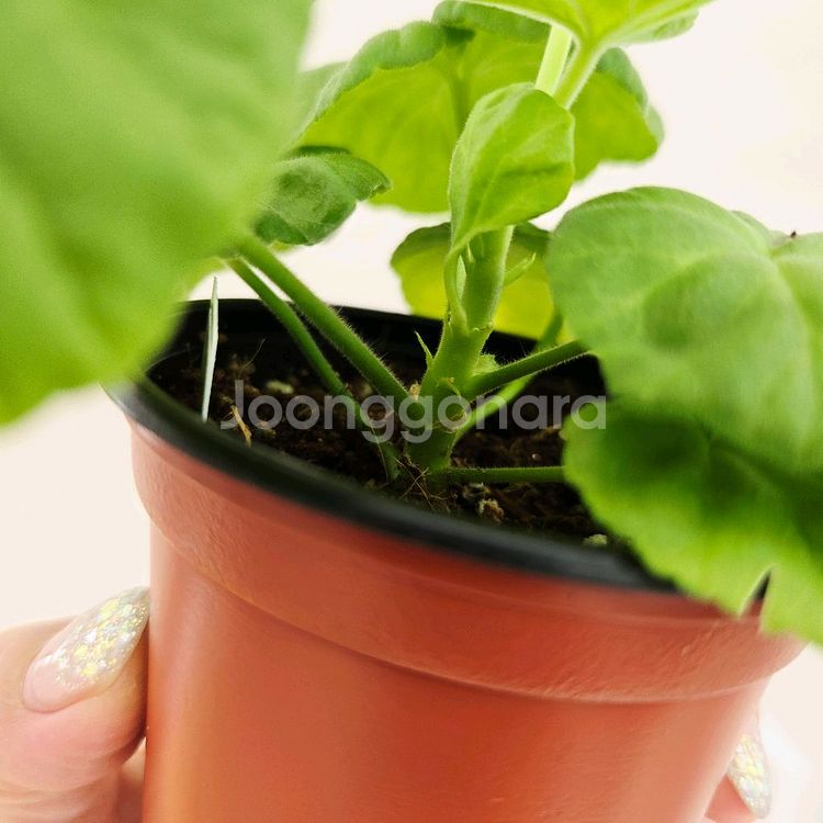 분홍연지 제라늄--3