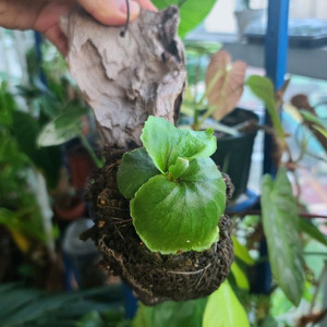 박쥐란 리들리 그란데 목부작