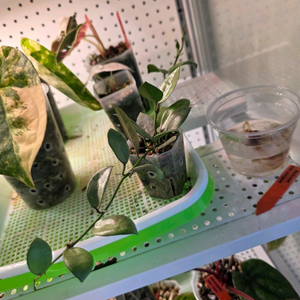 호야 라쿠노사 민트코인