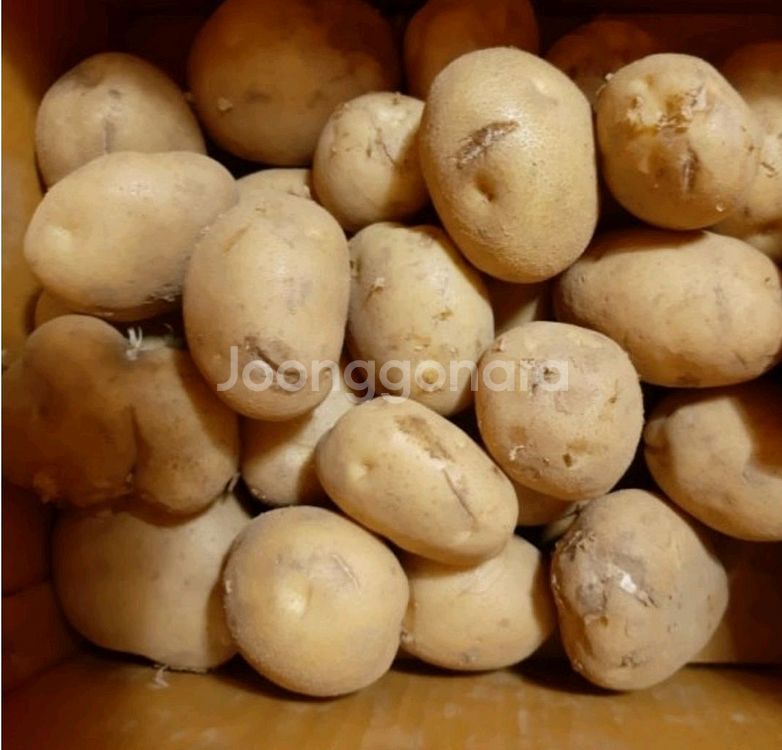 전북남원 고냉지 수미감자 10kg--1