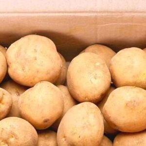 전북남원 고냉지 수미감자 10kg