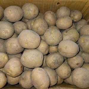 전북남원 고냉지 수미감자 10kg (소)