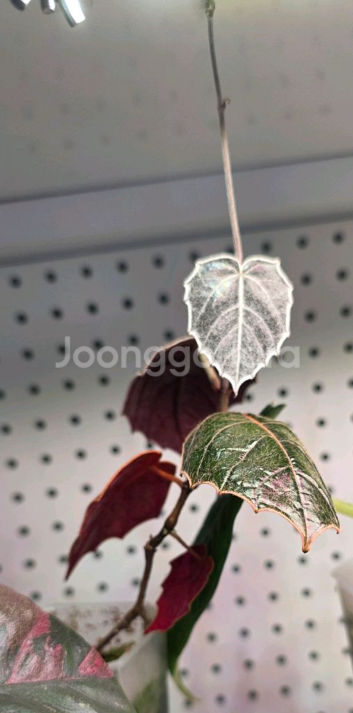 파이퍼 배트맨 베트맨 (택포) (알로카시아x)--3