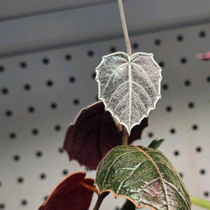 파이퍼 배트맨 베트맨 (택포) (알로카시아x)