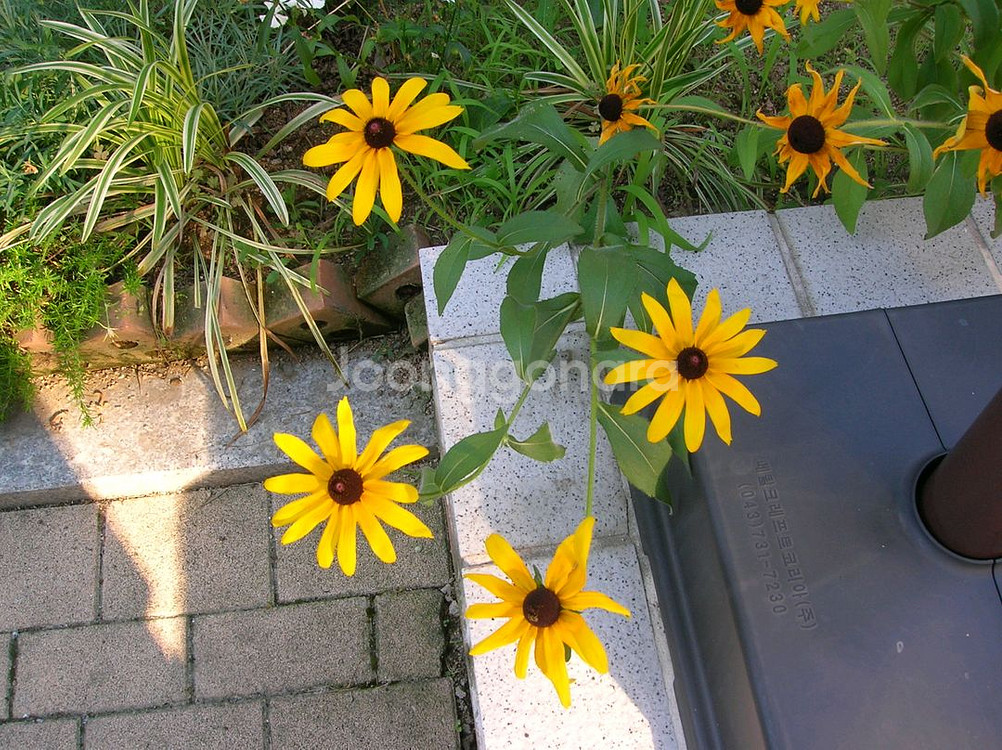 여름여름 빈티지디카 니콘 COOLPIX 4600--3