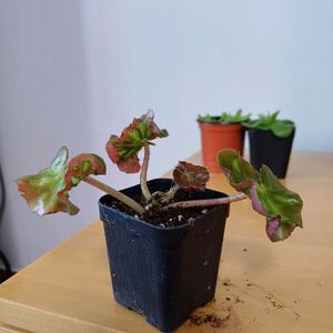 베고니아 캐티드롤윈도우즈