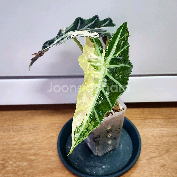 알로카시아 아마조니카 흰무늬 거북바리 팔아요--2