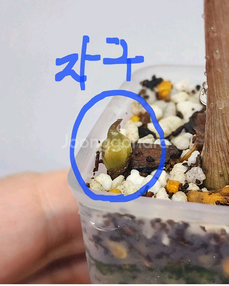 알로카시아 아마조니카 흰무늬 거북바리 팔아요--4