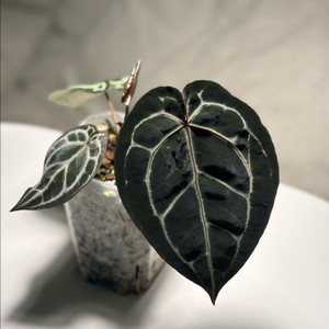 미자 닥터블락 개인결재