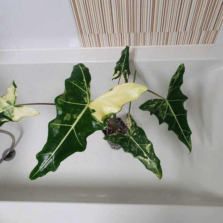 알로카시아 사리안 바리에가타 대품 35만원--5