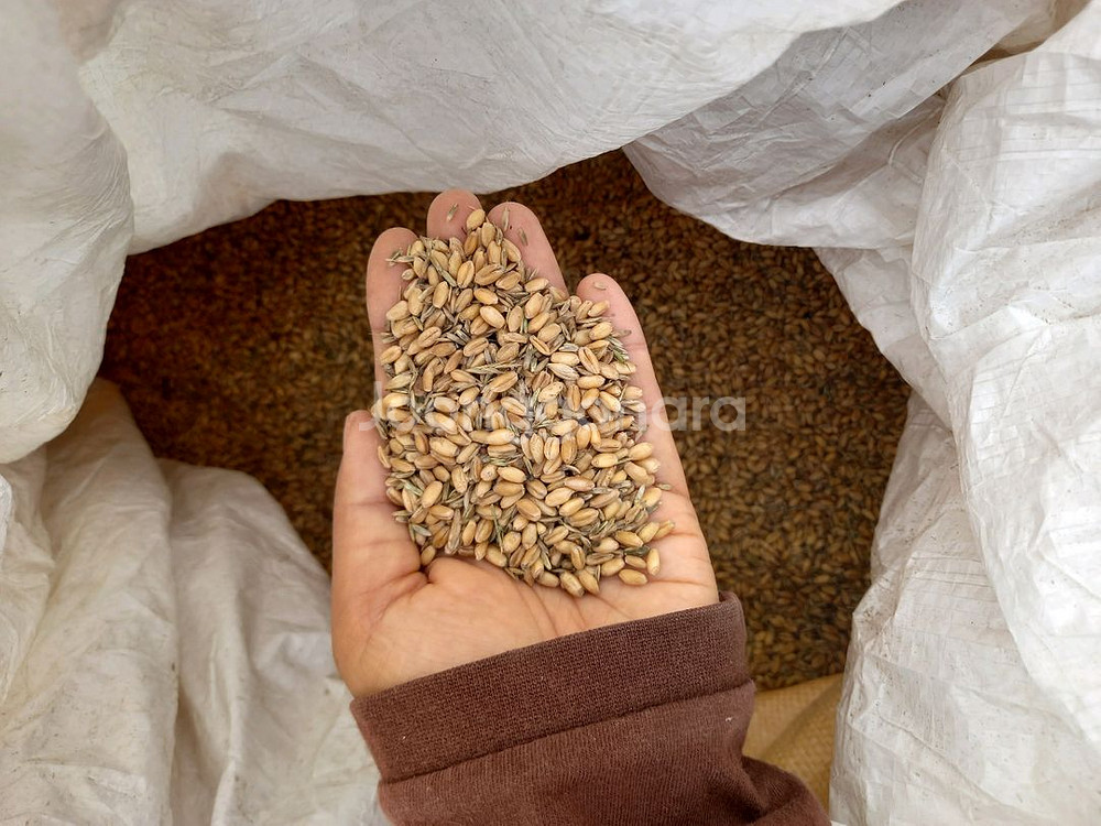 국산밀 10kg--0