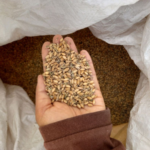 국산밀 10kg
