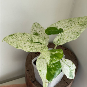 알로카시아 가게아나 마블 바리에가타