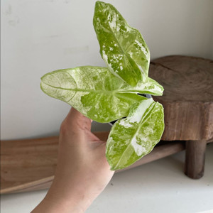 알로카시아 롱기로바 화이트 바리에가타