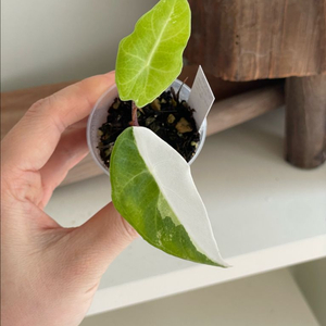 알로카시아 롱기로바 화이트