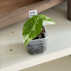 알로카시아 롱기로바 화이트 바리에가타