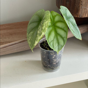 알로카시아 실버드래곤 옐로우 바리에가타