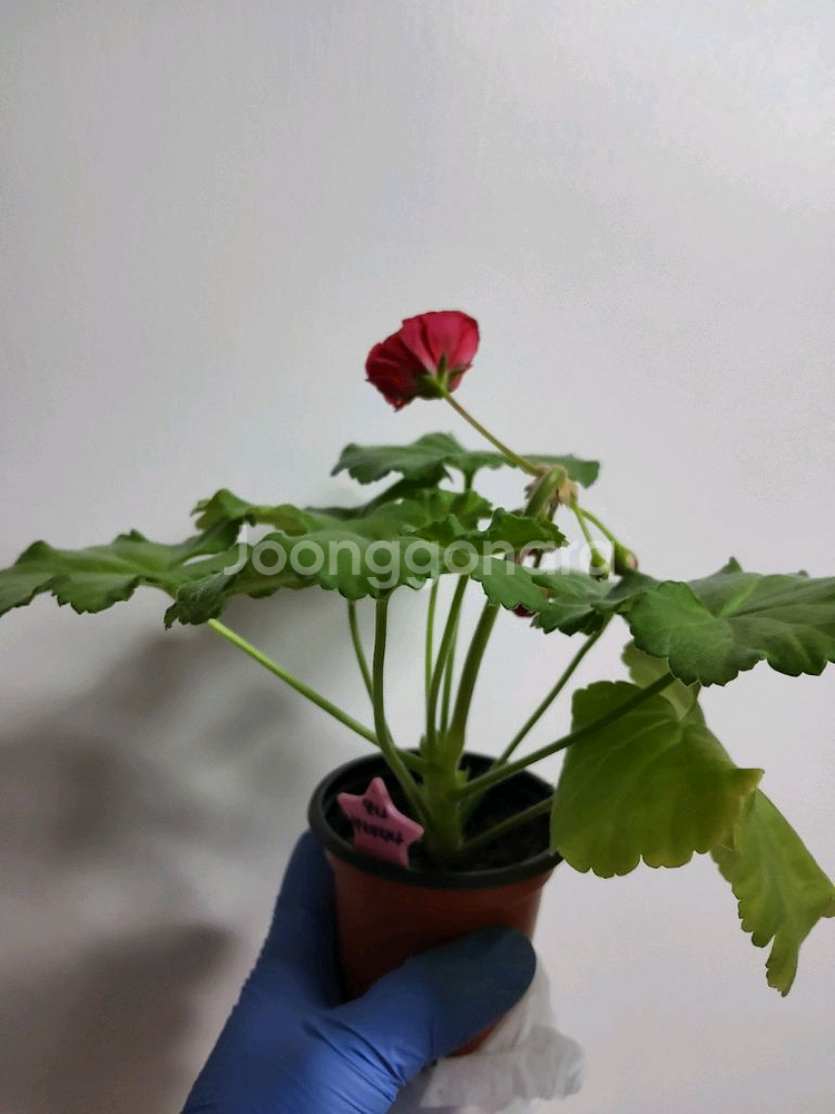 제라늄 안나카레리나 러시아제라늄 1.0--3