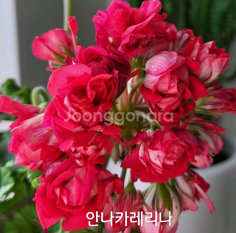 제라늄 안나카레리나 러시아제라늄 1.0--4