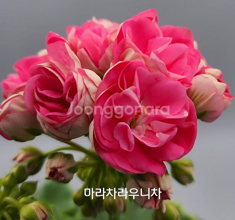 제라늄 마라차라우니차 러시아제라늄 1.0--3