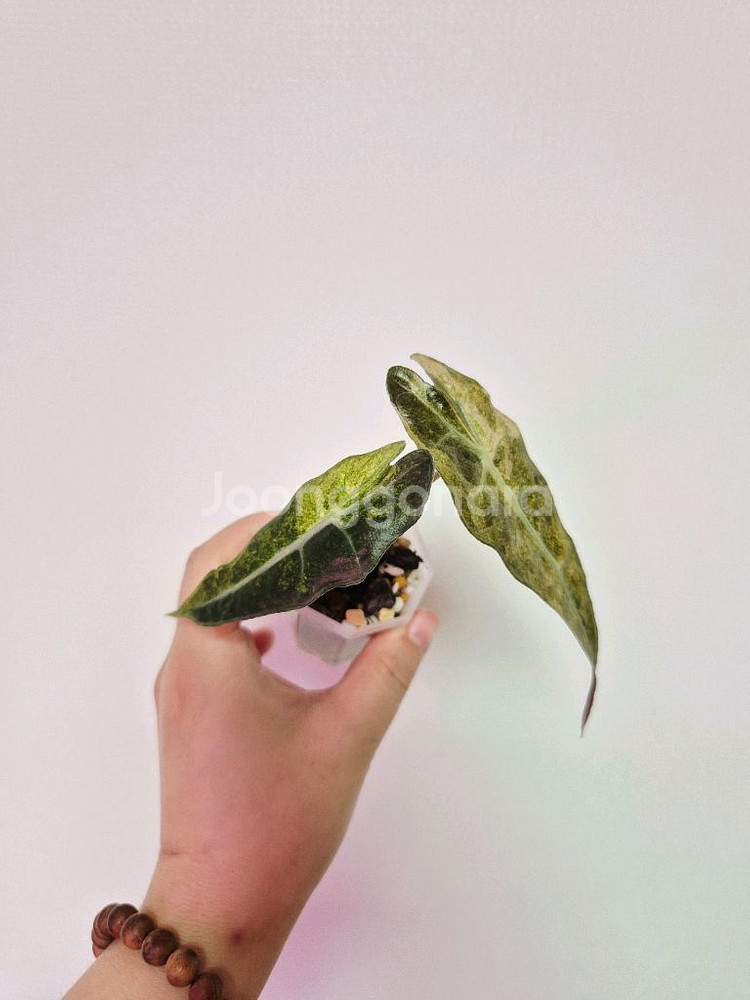알로카시아 폴리민트 바리에가타--0
